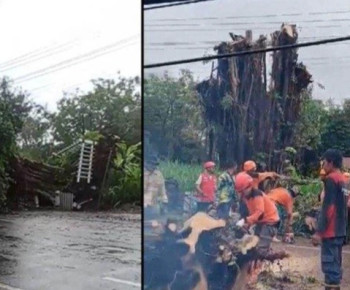 Merinding, Pohon Beringin di Wonogiri Tumbang, Tiba-Tiba Berdiri Tegak Lagi