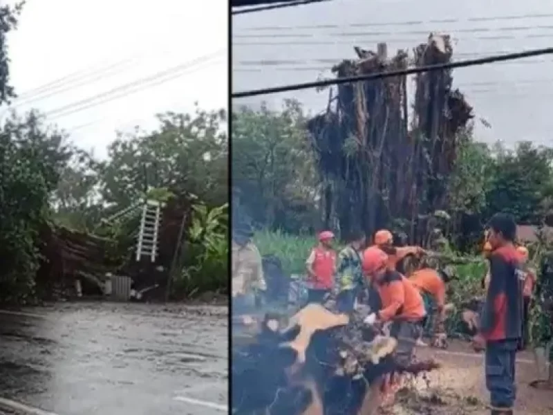 Merinding, Pohon Beringin di Wonogiri Tumbang, Tiba-Tiba Berdiri Tegak Lagi
