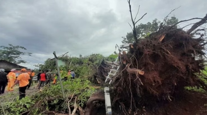 Pohon Beringin di Wonogiri