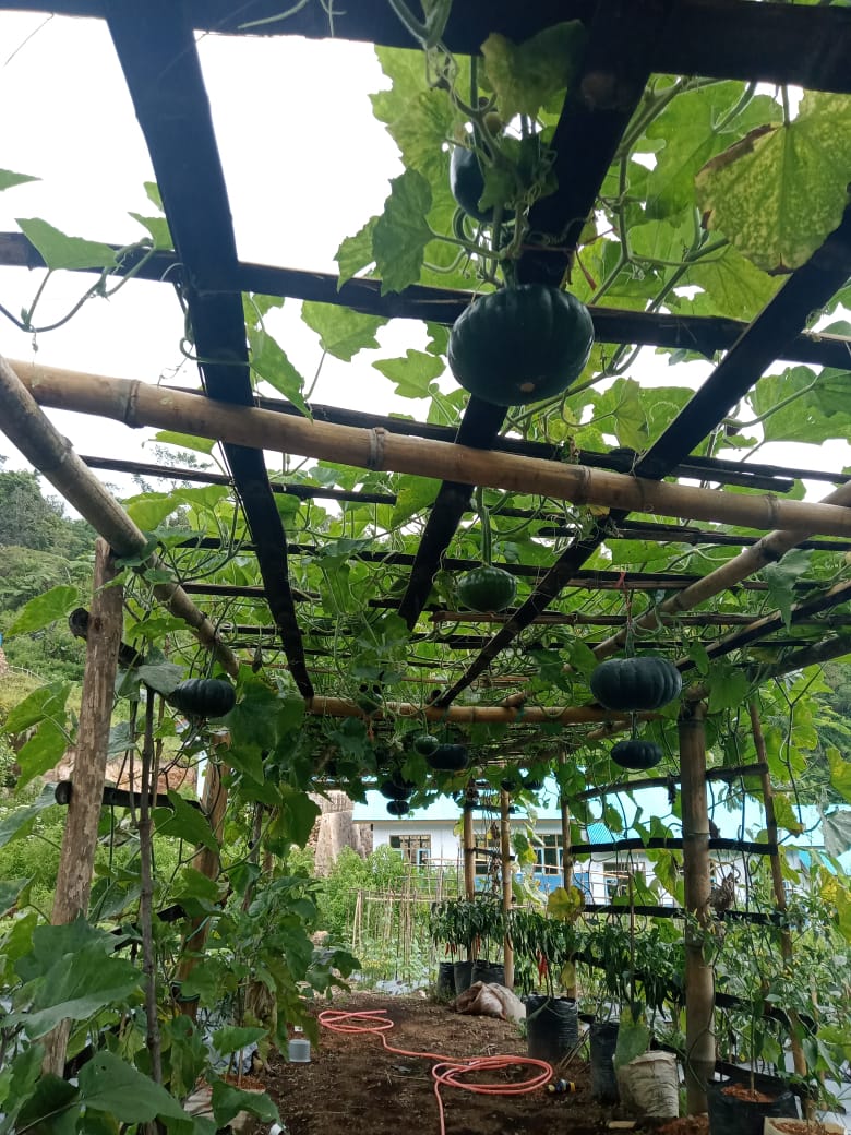 Hortikultura Poco Leok