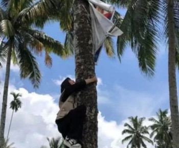 Viral, Video Panwas Cantik Nekat Panjat Pohon Kelapa demi Tertibkan APK