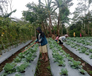 PLN UIP Nusra Komitmen Program Hortikultura Poco Leok Berkelanjutan