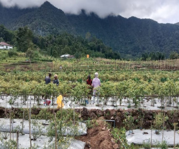 Desa Golo Pua Kuwus Sukses Kembangkan Usaha Komoditi Pertanian Hortikultura