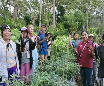 Makin Cuan, Kelompok Tani Poco Leok Binaan PLN UIP Nusra Kembali Panen Sayur Hasil Budidaya Hortikultura
