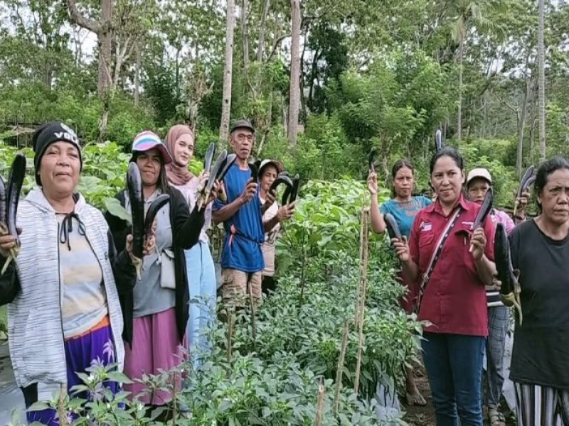 Makin Cuan, Kelompok Tani Poco Leok Binaan PLN UIP Nusra Kembali Panen Sayur Hasil Budidaya Hortikultura