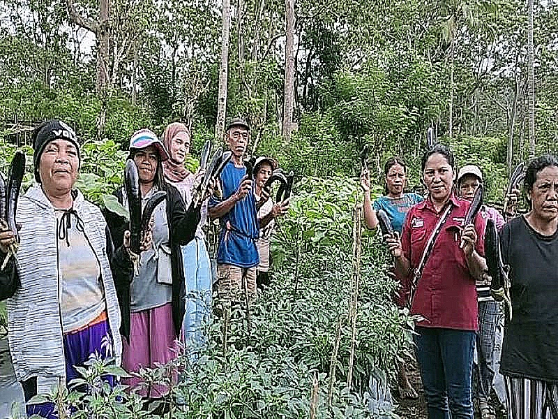 Makin Cuan, Kelompok Tani Poco Leok Binaan PLN UIP Nusra Kembali Panen Sayur Hasil Budidaya Hortikultura