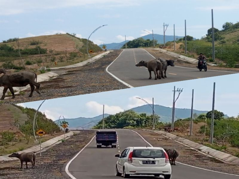 Hewan Liar Menuju KEK Tana Mori Jadi Ancaman Serius Buat Pengendara, Pemda Baru Kepikiran Buatkan Perda