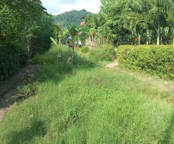 Pengurus NasDem Mabar Protes ke Bupati Edi, Jalan Dalam Kota Ditanami Pohon Pisang 