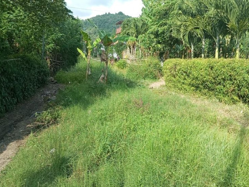 Pengurus NasDem Mabar Protes ke Bupati Edi, Jalan Dalam Kota Ditanami Pohon Pisang 