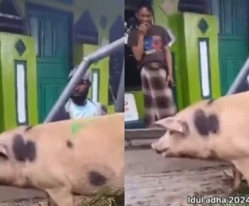 Niat Berkurban, Mualaf di Papua Antarkan Seekor Babi ke Masjid Dipuji Netizen