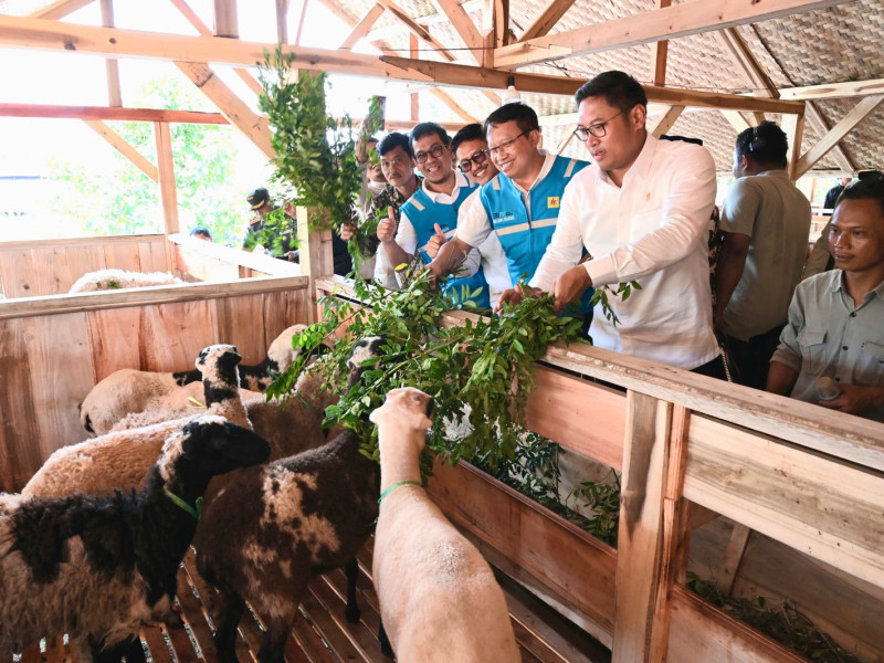 Terus Kembangkan Bahan Co-Firing Biomassa, PLN Bersama Kementan Luncurkan Model Pertanian Terpadu
