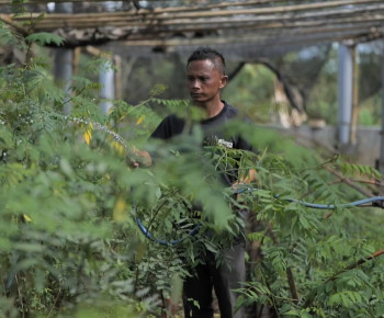 Ubah Lahan Kritis Jadi Hijau dan Produktif, PLN Kembangkan Ekosistem Biomassa Berbasis Pertanian Terpadu