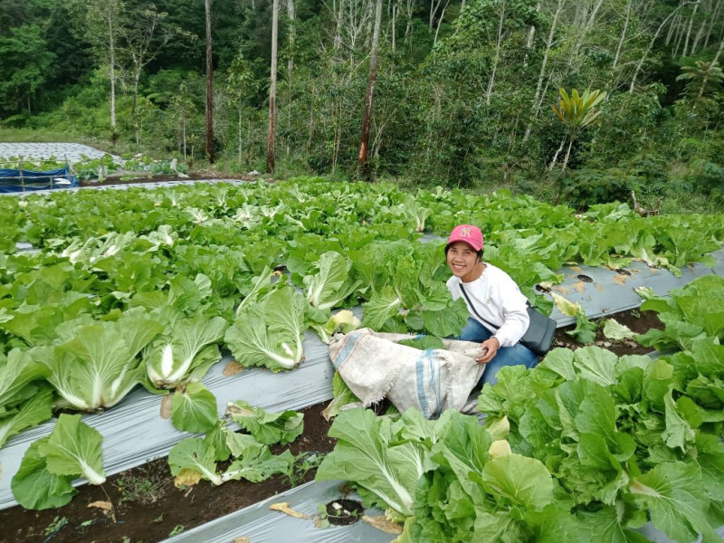 Panen Berulang Hortikultura, Tingkatkan Perekonomian Kelompok Tani Poco Leok, Setda Manggarai Apresiasi Program TJSL PLN