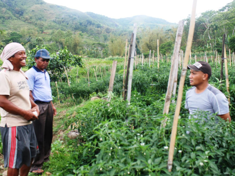 Kisah Inspiratif Hubertus Cupung, Petani Sukses dari Desa Belang Turi