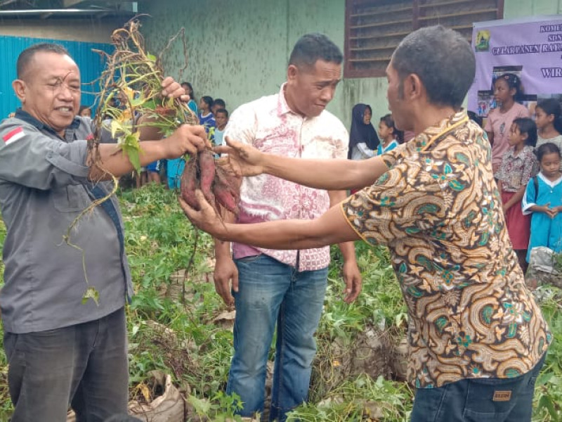 SDN Reo 2 Gelar Panen Raya Ubi Ungu Hasil Program P5