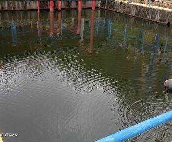 Kolam Ikan di PLTP Ulumbu, Tepis Isu H2S Gegara Geothermal