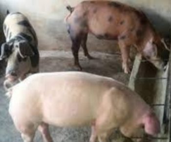 Dorong Peningkatan Produktivitas Peternak dengan Inovasi Wintuk Babi di Manggarai