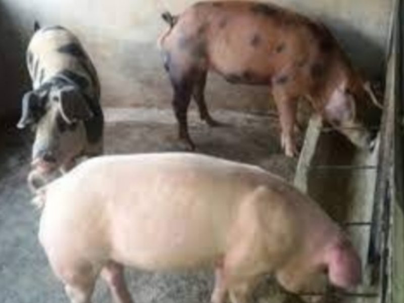Dorong Peningkatan Produktivitas Peternak dengan Inovasi Wintuk Babi di Manggarai