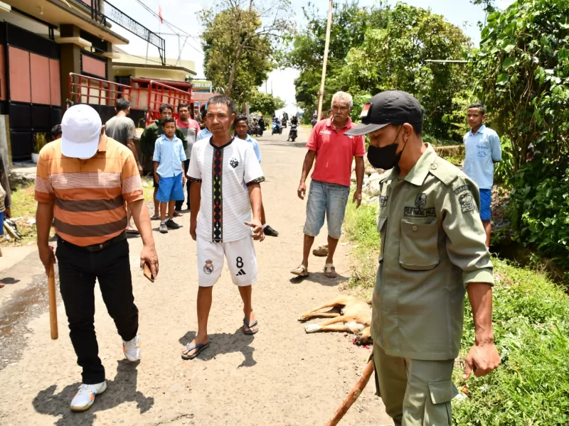 3 HPR Jenis Anjing Berhasil Dieliminasi  TPR Langke Rembong