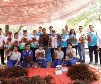 PLN dan Politeknik KP Kupang Kolaborasi Dorong Peningkatan Produksi Rumput Laut