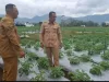 Kebun Dalo Jadi Sentra Pembibitan Kentang Super