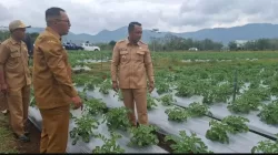 Kebun Dalo Jadi Sentra Pembibitan Kentang Super
