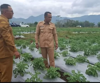 Kebun Dalo Jadi Sentra Pembibitan Kentang Super