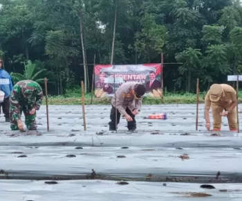 Swasembada Pangan, Bupati Hery Nabit dan Kapolres Manggarai Tanam Jagung Serentak