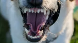 Fraksi Demokrat Desak Pemkab Manggarai Lakukan Eliminasi HPR Jenis Anjing Tanpa Pandang Bulu
