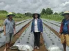 BUMDes Bangka Kenda Budidayakan Hortikultura untuk Produksi Bubuk Cabai dan Saus Tomat