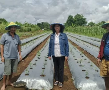 BUMDes Bangka Kenda Budidayakan Hortikultura untuk Produksi Bubuk Cabai dan Saus Tomat