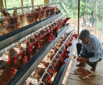 Kembangkan Ayam Petelur, BUMdes Ruang Target Supplier Manggarai