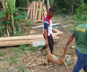 Eliminasi HPR, Pemdes Hililintir Sisir Rumah Warga