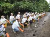 Hari Menanam Pohon Indonesia, PLN Grup NTB Tanam 5.000 Bibit Mangrove di Pesisir Lombok Timur