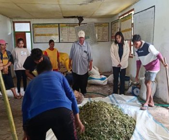 Sekolah Lapang Program TEKAD di Desa Golo Lambo, Kelompok Tani Antusias Kembangkan Hortikultura Organik
