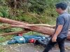 Pohon Tumbang di Jalur Ruteng Borong Tewaskan Pengendara Motor