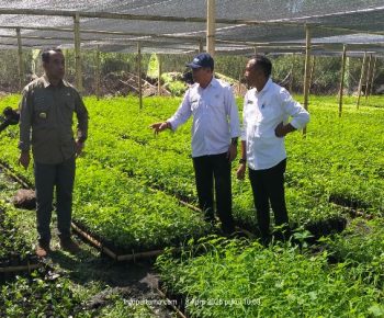 Pemda Manggarai Siapkan 1,1 Juta Anakan Kopi Gayo dan Komasti Buat Petani