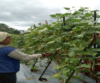 Program Hortikultura PLN UIP Nusra Perkuat Ketahanan Pangan dan Tingkatkan Kesejahteraan Warga Dusun Tantong