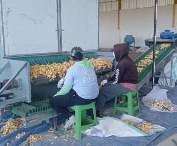 Di Tengah Isu Penolakan, Warga Sengari Justru Dukung Pabrik Porang, Arlan Nala Tawarkan Cibal Barat Jadi Alternatif