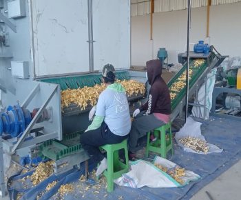 DPRD Manggarai Sambut Kehadiran Pabrik Porang di Reok, Minta Keluhan Warga Segera Dibenahi