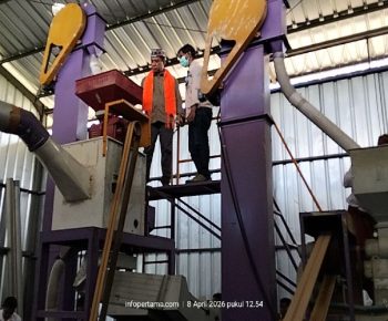 Kemasan Modern Beras Premium Molas Manggarai, Begini Prosesnya