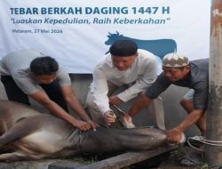 Rayakan Idul Adha 1447 H, PLN UIP Nusra Salurkan 18 Ekor Sapi dan 9 Ekor Kambing untuk Masyarakat