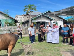 Idul Adha 1447 H, Pemkab Manggarai Salurkan Hewan Kurban untuk Masyarakat Desa Nuca Molas