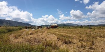 Kadis Pertanian Manggarai: Penggunaan Alsintan Tingkatkan Hasil Panen dan Hemat Biaya