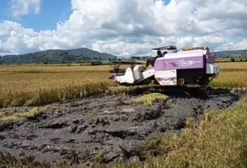 Dinas Pertanian Manggarai Uji Coba 2 Unit Combine Harvester di Lingko Lanar Cancar