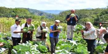 Panen Raya Green Skills Project Dorong Pemberdayaan Petani Muda dan Pertanian Cerdas Iklim di Manggarai