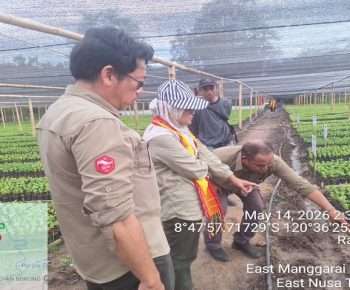 Kementerian Pertanian Tinjau Program Strategis Pertanian Pembibitan Kopi di Manggarai Timur