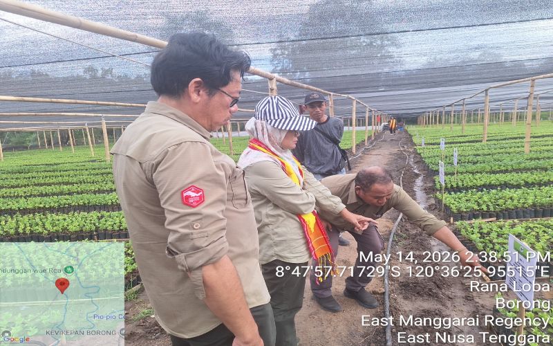 Kementerian Pertanian Tinjau Program Strategis Pertanian Pembibitan Kopi di Manggarai Timur