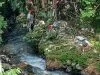 Sungai-Sungai di Kota Ruteng yang Kehilangan Ingatan