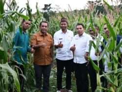 Hasilkan 4-5 Ton, Bupati Manggarai Tinjau Lahan Jagung BUMDes Sinar Cale